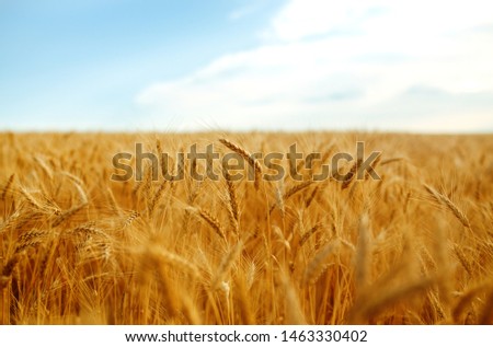 backdrop of ripening ears of yellow wheat field on the sunset cloudy orange sky background. Copy space of the setting sun rays on horizon in rural meadow Close up nature photo Idea of a rich harvest.