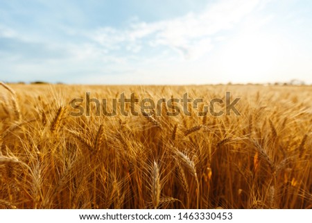 backdrop of ripening ears of yellow wheat field on the sunset cloudy orange sky background. Copy space of the setting sun rays on horizon in rural meadow Close up nature photo Idea of a rich harvest.