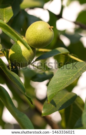Green leaves and unripe walnut.