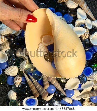Seashells in hands. Female hands. Seashells in female hands. Photo on a black background. Fingers.