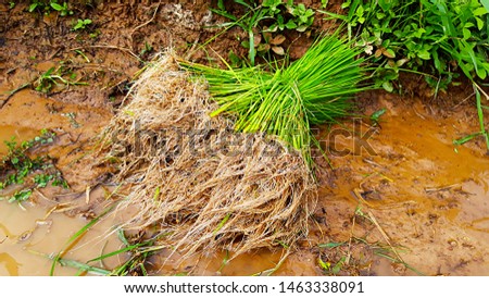 Seedlings of rice agriculture in rice fields.