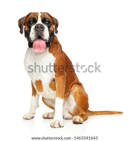 German Boxer dog sits in front of white background. Animal themes Royalty-Free Stock Photo #1463341643