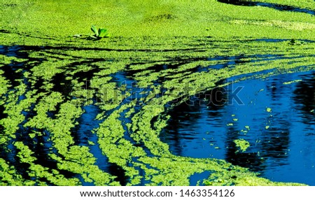 Blue-Green Algae or pond scum, cyanobacteria  harmful algae.  Royalty-Free Stock Photo #1463354126