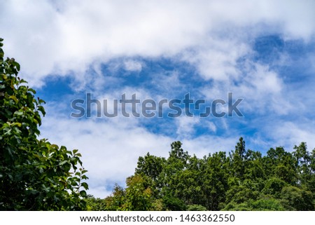 Branch of the tree with sky as background.