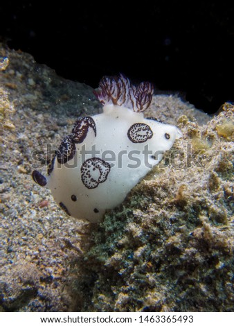 Dotted Nudibranch (Jorunna Funebris) in Anilao, Batangas, Philippines. Jorunna Funebris Diving pictures of popular underwater slugs. Big diving attraction in the Philippines diving community.