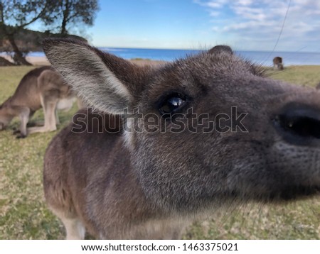 Close up of friendly Kangaroo kissing the camera.