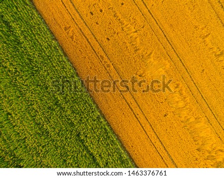 Aerial view: barley field in summer