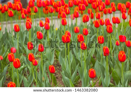 Field with red tulips in the netherlands. Red tulips background.