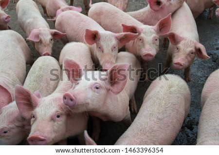Pigs diseases. African swine fever in Europe. DNA virus in the Asfarviridae family. Royalty-Free Stock Photo #1463396354