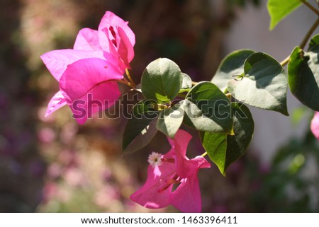 Macro pink exotic flower bud