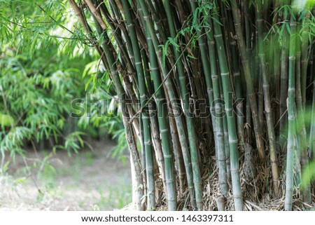 Fresh green bamboo trunk in natural light that grows well in the tropical forest with sunshine almost the whole year.
