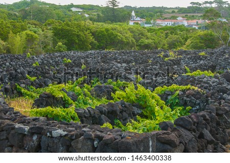 Traditional vineyards in Pico Island, Azores. The vineyards are among stone walls, called the "vineyard corrals"