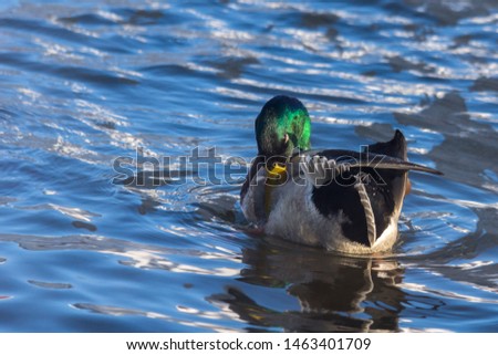 On a fine autumn day, a small beautiful duck swims along the water surface of a small forest village stream and enjoys life occasionally splashing in the water.