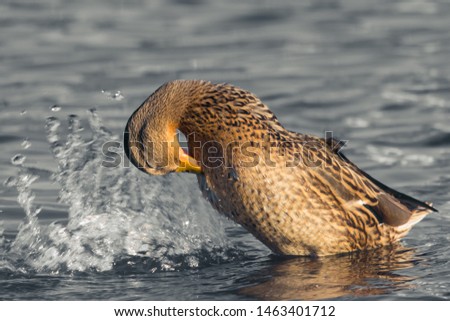 A beautiful duck splashing in the water on a small forest river in the fall on a nice sunny day.