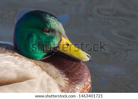 A duck swims in the forest along the forest in the fall and bask in the sun on a nice sunny day and splashing on the water.