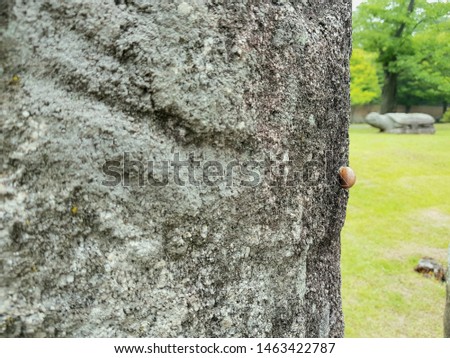 I take a picture at the park. A bug crawling up the stone. This is very nature  friendly picture. The bug is so cute and moved very slowly.