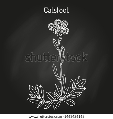 Catsfoot (Antennaria dioica), or mountain everlasting, stoloniferous pussytoes, cudweed, medicinal plant. Hand drawn botanical vector illustration