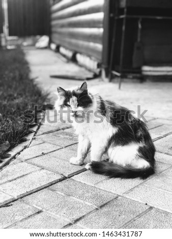 cat sitting on the ground