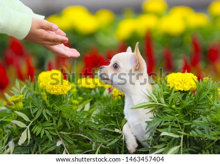 The man stretched out his hands to the little puppy. Cute, white dog on the background colors in the profile. Chihuahua on the street. Horizontal position. Copy space. Close up.