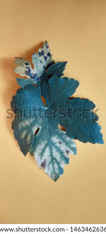 Picture of grape leaves in spring