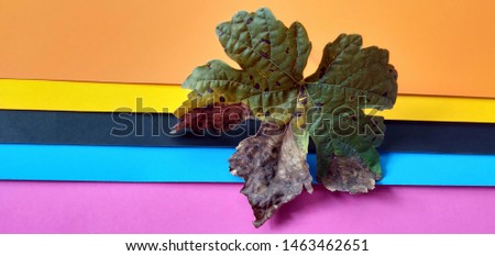 Picture of grape leaves in spring
