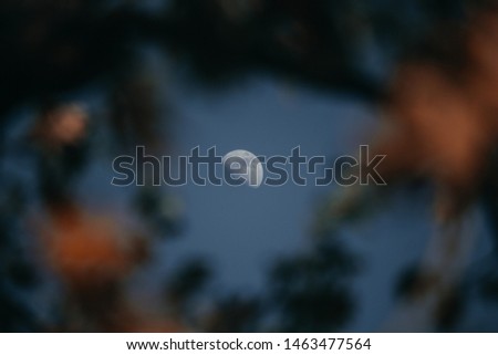 Moon through branches and flowers.