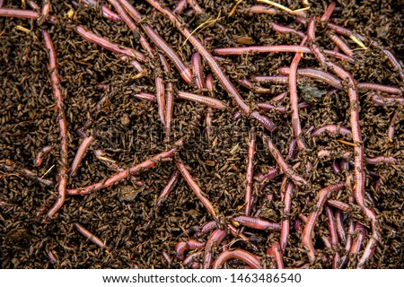Background of Many earthworms African Night Crawler (AF). Raising Worm Composting from cow dung is ecological products for organic farming. Royalty-Free Stock Photo #1463486540