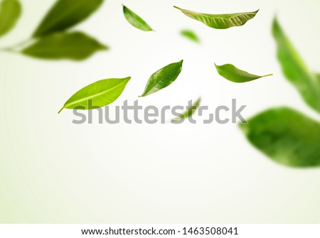 Vividly flying in the air green tea leaves isolated on white background 3d illustration. Food levitation concept. High resolution image Royalty-Free Stock Photo #1463508041