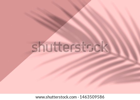 shadow from palm leaves at pink background