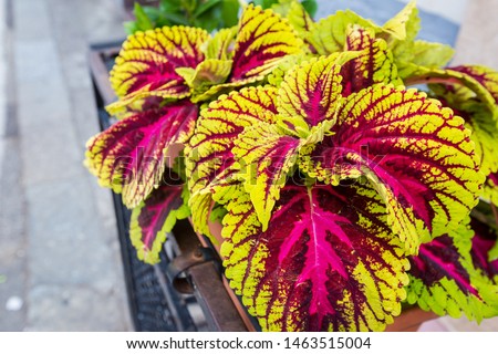 A colorful plant of pink and green coleus variegated foliage in a sunny day