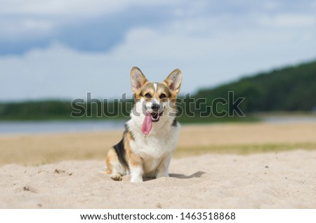 Welsh corgi pembroke dog on the sand beach relaxing and sunbathing, tongue out, summer sunny day, Belarus, lake shore Braslaw Royalty-Free Stock Photo #1463518868