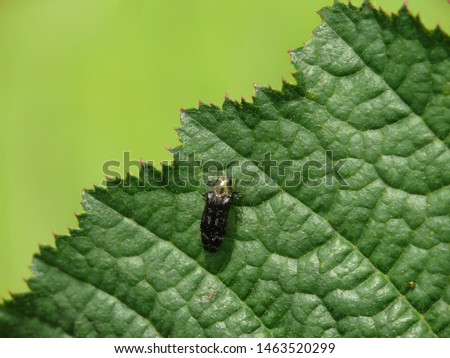 Gold necked and white spotted metallic brown beetle, jewel beetle, little insect on leaf from Japan