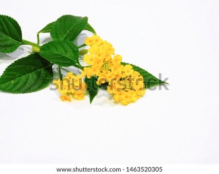 Yellow Lantana flowers. Lantana camara with green leaves. on white background