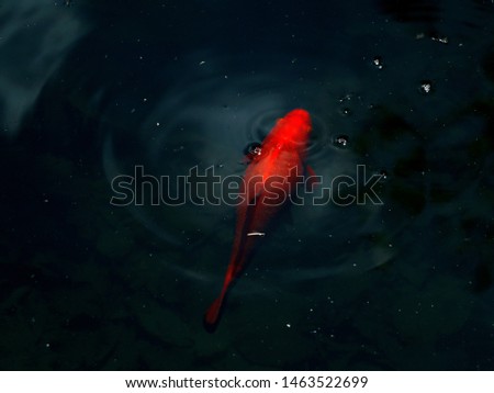 Cute fish swimming in the pond