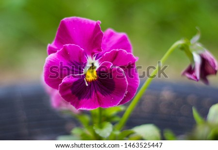 One beautiful pink flower pansies on a natural green background. Close up. Pink lilac viola
