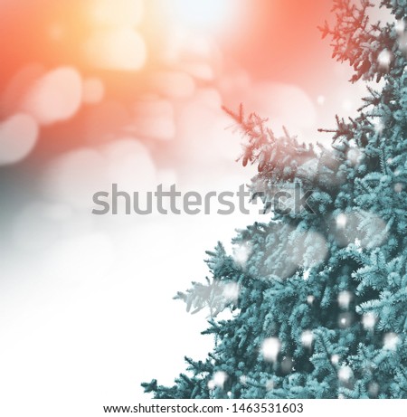 Snow covered trees. Festive winter christmas background.  