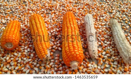 yellow organic maize grain picture 
