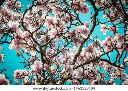a picture of a blossoming magnolia tree in spring. 