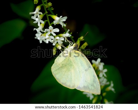 The Butterfly on The Bouquet of Fiddle Wood  Flowers Hanging in The Tree