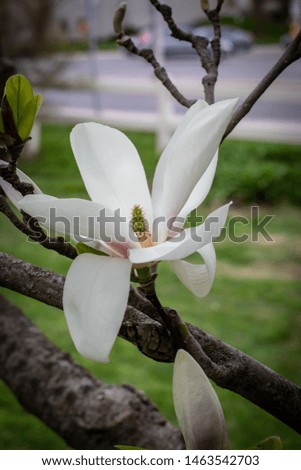 a white magnolia in a park just in full bloom in the early spring.