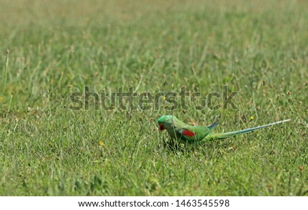 Green parrot eating in Australia