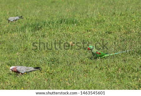Green parrot eating in Australia