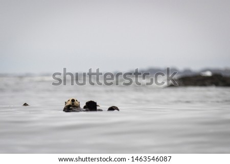 Floating sea otter in grey ocean waves around Tofino, Vancouver Island,British Columbia, Canada