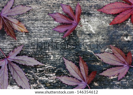 leaves on wood background