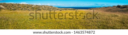 Meadow full of blooming yellow flowers in Tierra del Fuego in Argentina. Panorama picture