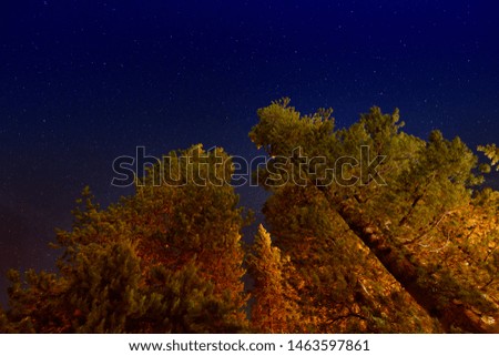 Pine trees against a sky full of stars. Mountain holiday in summer.
