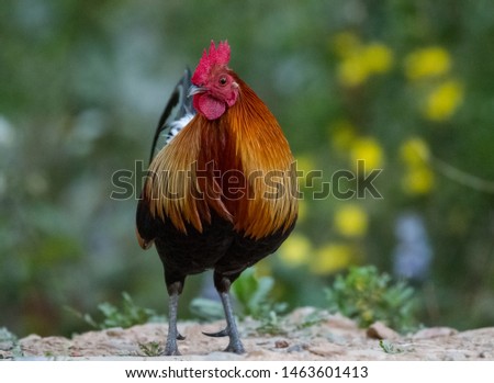 Jungle Fowl (Male) in the Jungle of Sattal, Uttrakhand
