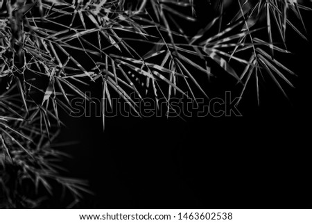 Black and white photography , Bamboo leaves in dark background. space for text.