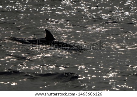 black silhouette of striped dolphin jumping outside the sea