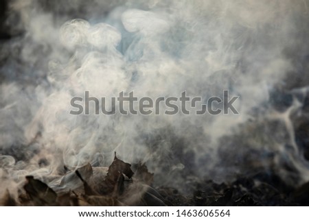Abstract of white smoke from burning pile of leaves in the park at sunlight.